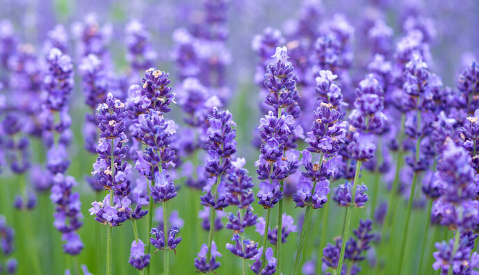 Когда и как правильно обрезать лаванду: секреты, которые обеспечат обильное цветение