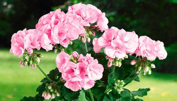 Чем стоит полить герань: получите невероятный запах и отличные цветы