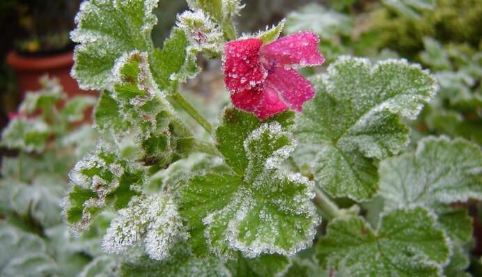 До України йдуть травневі заморозки: дати похолодання