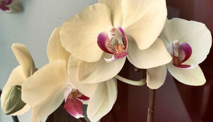 Не просто рослина, а справжня прикраса: поширені прикмети про орхідею