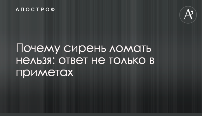 Чому бузок ламати не можна: відповідь не лише в прикметах