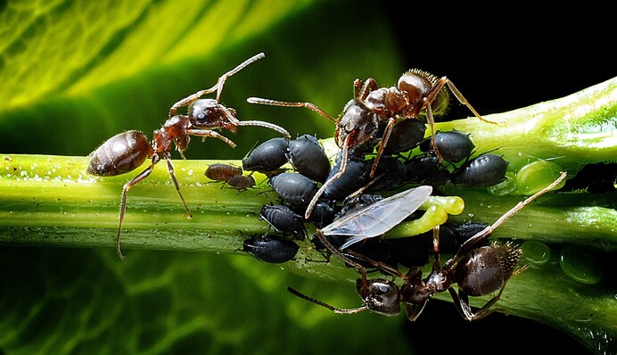 Набридли дратівливі шкідники? Як швидко позбутися попелиці