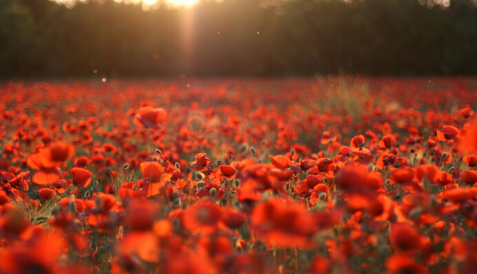 Чому мак став символом пам’яті жертв війни: історія появи та значення