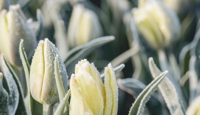 Врожай під загрозою: на Україну насуваються заморозки