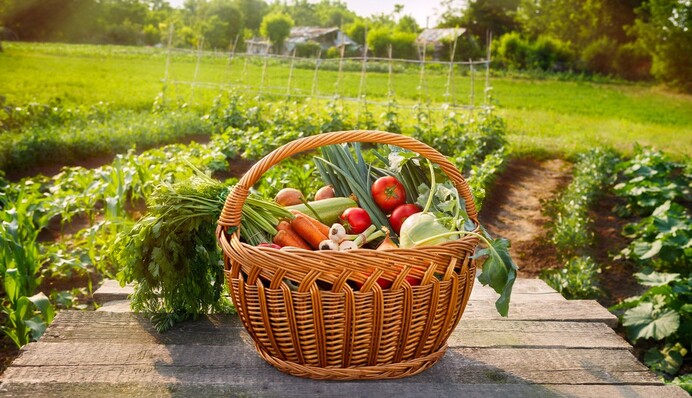 Що треба висадити на городі у травні: перелік рослин