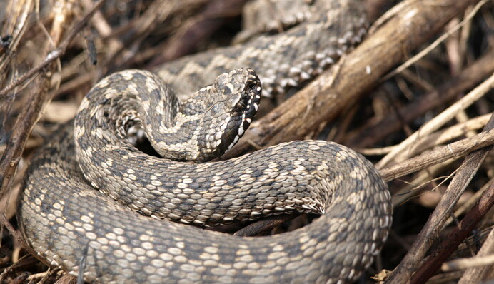 После дождей Киев кишит змеями: опасны ли пресмыкающиеся