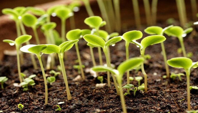 Спасут вашу рассаду: действенные методы во время весенних заморозков