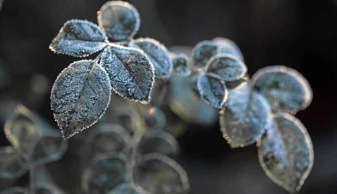 До України їдуть заморозки: дати і карта погоди