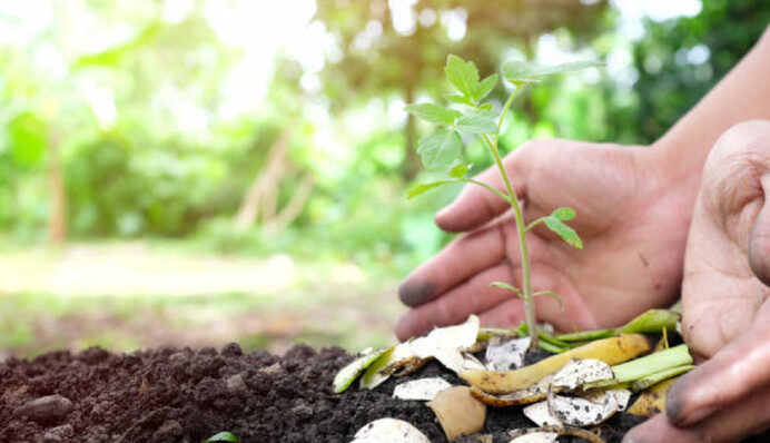 Не выбрасывайте в мусорку: защитить растения на огороде поможет обычная скорлупа