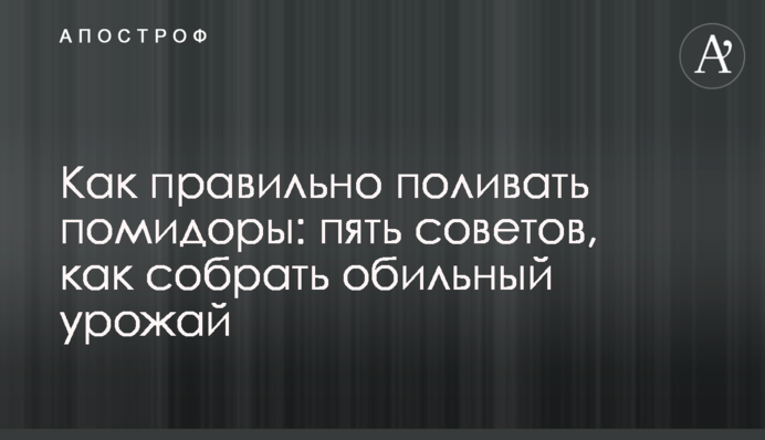Як правильно поливати помідори: п'ять порад, як зібрати щедрий урожай