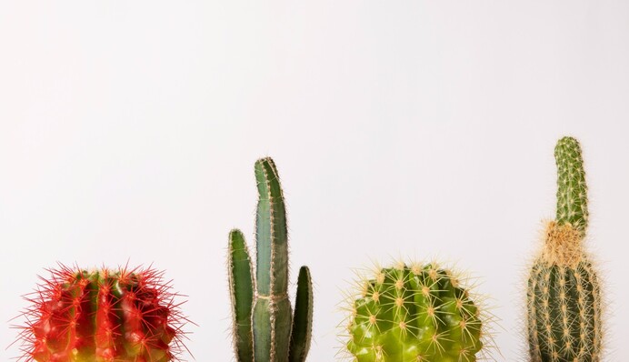 Чем грозит падение кактуса на пол: объясняем приметы