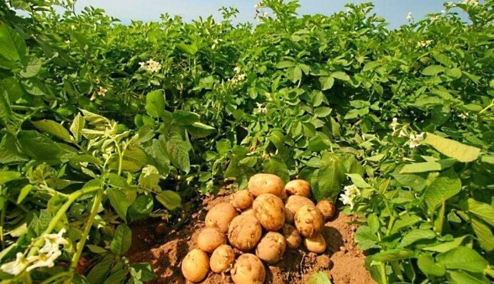 Как и чем подкормить картофель: урожай будет втрое больше