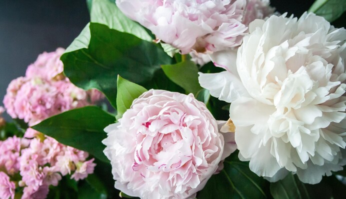 Не цветут пионы после пересадки: что может губительно влиять на растения