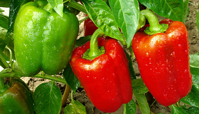 Чим слід підживити перець під час посадки і як зібрати 