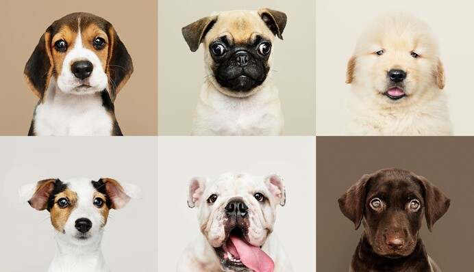 Не любят чрезмерной ласки: топ-5 пород собак, не являющихся 