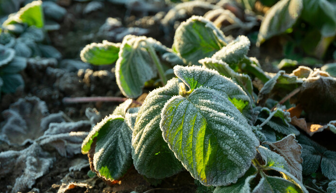Заморозки, дощі і зливи: погода у вівторок покаже цілий синоптичний калейдоскоп