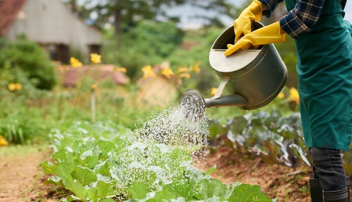 Секреты полива: какая ошибка может убить растения на огороде и в саду