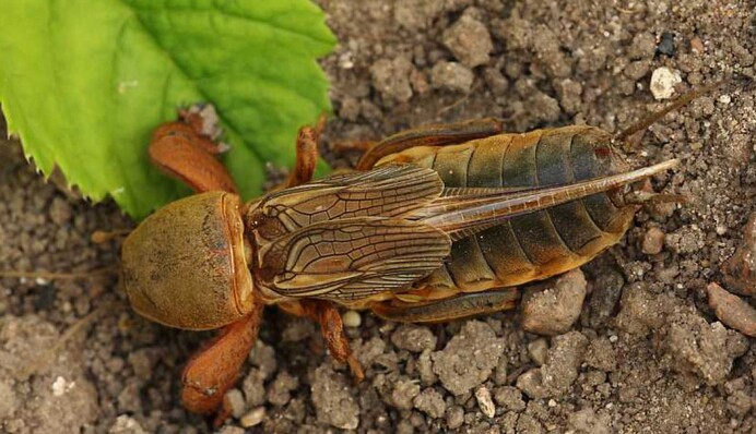 Надоедает медведка? Как вывести вредителя из огорода