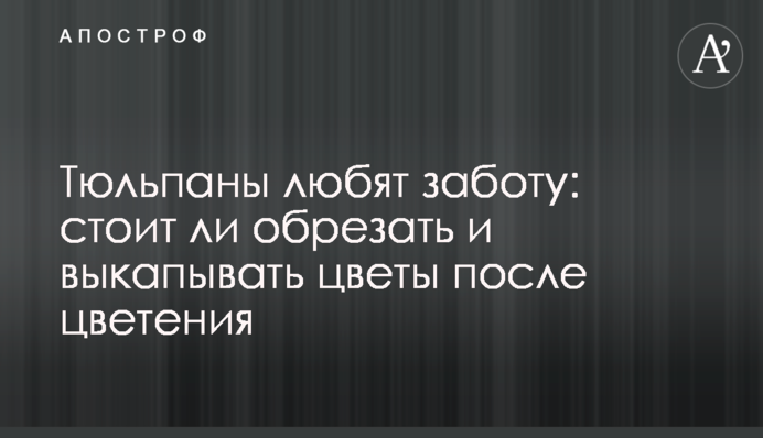 Тюльпаны любят заботу: стоит ли обрезать и выкапывать цветы после цветения