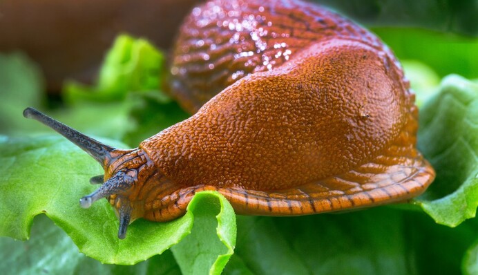 Як позбутися нашестя равликів у саду:   секрети боротьби зі шкідниками