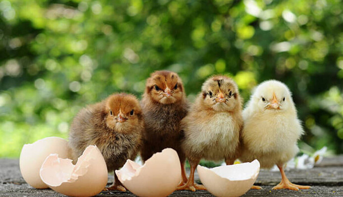 Яркая головоломка: сможете ли найти цыпленка за 5 секунд