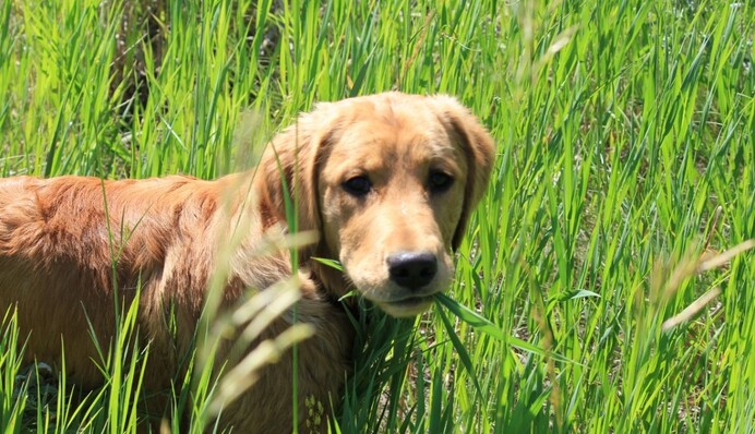Небезпечні для котів та собак: які рослини краще не вирощувати на дачі