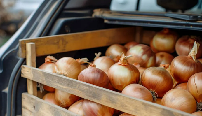 Этот лайфхак знают не все: зачем опытные водители возят луковицу в машине