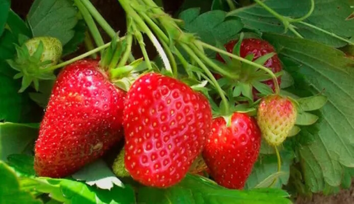 Ягод нет, а клубника цветет: на что стоит обратить внимание дачникам