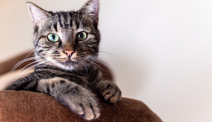 Что следует знать, прежде чем заведете кота: 6 важных советов