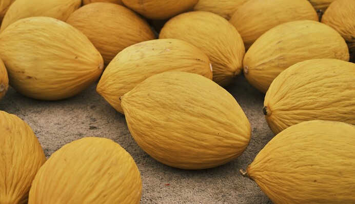 Получится вкусной и сладкой: когда и как лучше выращивать дыню