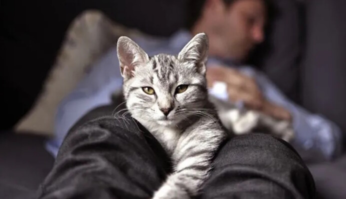 Чому коти сплять в ногах: причини, які має знати кожен господар