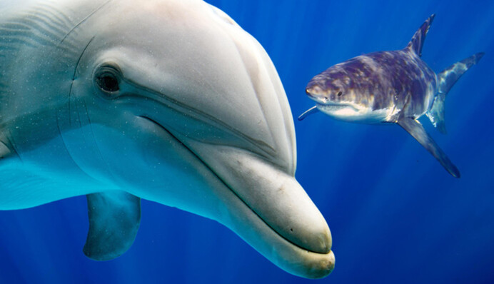 Как найти акулу среди дельфинов: на этот тест дается 9 секунд