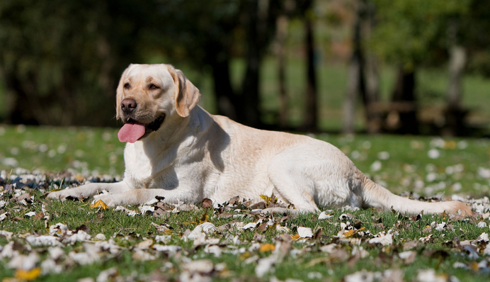 Не следует выходить за рамки: как правильно гладить собаку