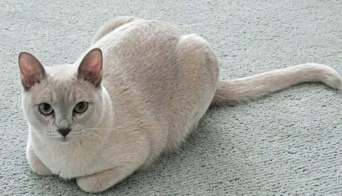 Не можуть жити без них: топ - 10 кішок, які люблять господарів