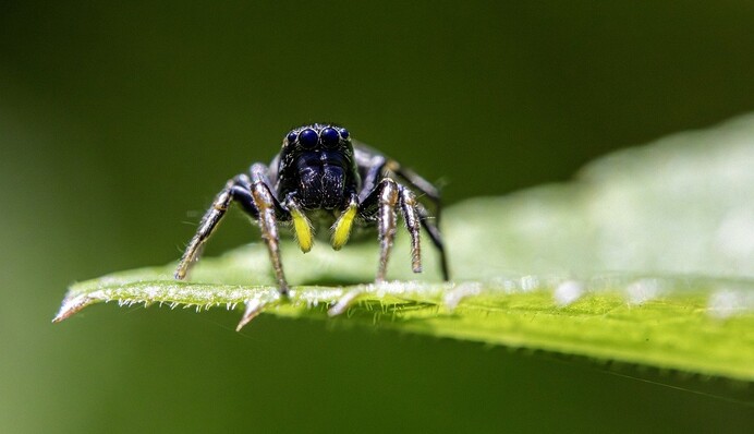 Что будет, когда дома завелся паук: объясняем популярные предрассудки