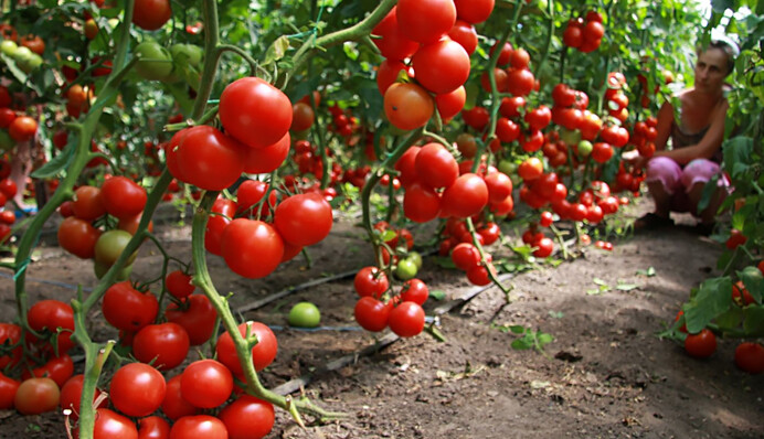 Будете довольны урожаем: лучшие даты мая, чтобы высадить помидоры