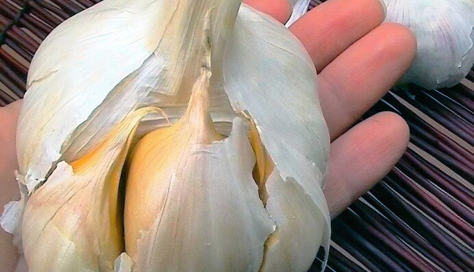 Часник жовтіє навесні: що робити, аби врятувати врожай