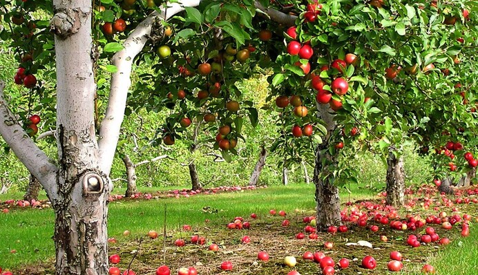 Невибагливі у догляді: які рослини посадити на дачі, аби менше працювати