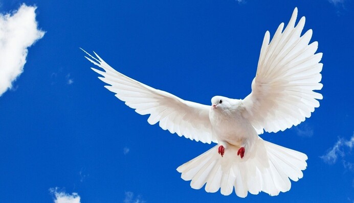 Голуб прилетів до будинку: що це означає і які є прикмети про птахів