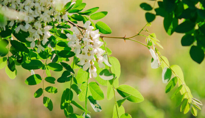 Украину разогреет до +26, местами будут греметь грозы: прогноз на начало недели