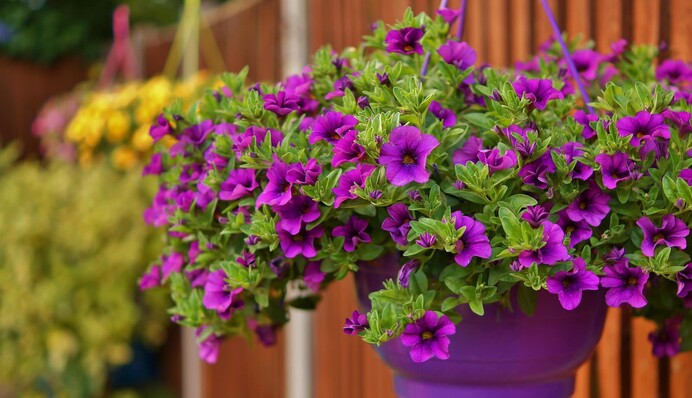 О ней часто забывают: причина, из-за которой желтеет петуния