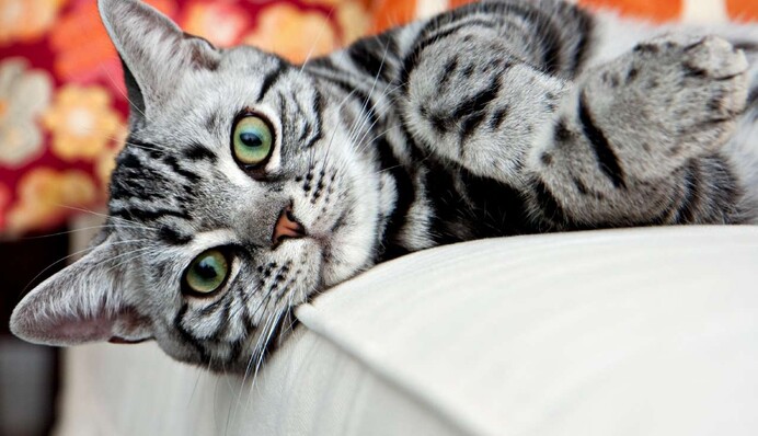 Кіт любить жувати шерстяну ковдру: пояснюємо, що до чого