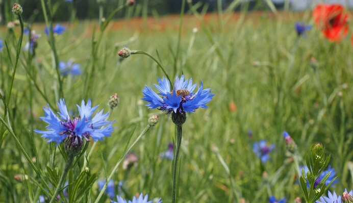 Не позичайте нічого, щоб гірко не плакати: яке свято 22 травня і чому цей день звали Волошковим