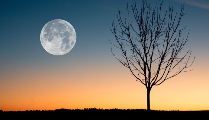 Квіткова повня 23 травня: що треба зробити, щоб залучити удачу і багатство