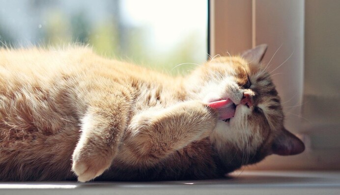 Багато сонця і тепла, подекуди – трохи дощів: прогноз на середу