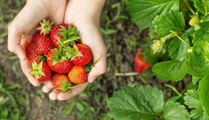 Цветет, но ягод нет: пять причин почему клубника не радует щедрым урожаем