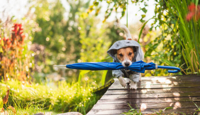 В цей день слідкували за погодою: які прикмети на Літнього Миколи по старому стилю