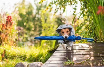 В цей день слідкували за погодою: які прикмети на Літнього Миколи по старому стилю