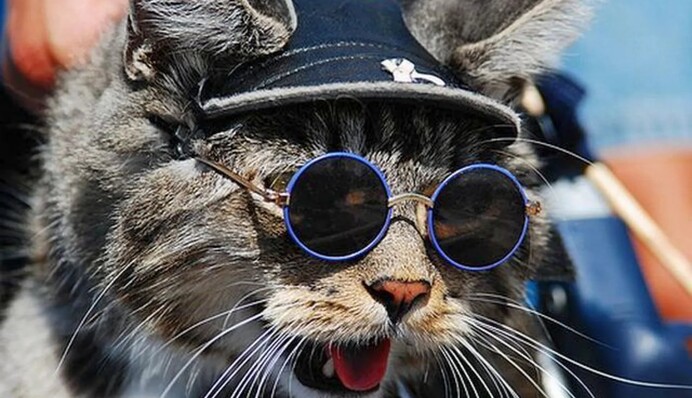 Знайдіть рибку на картинці з котом і песиком: цікава оптична ілюзія для тренування зору