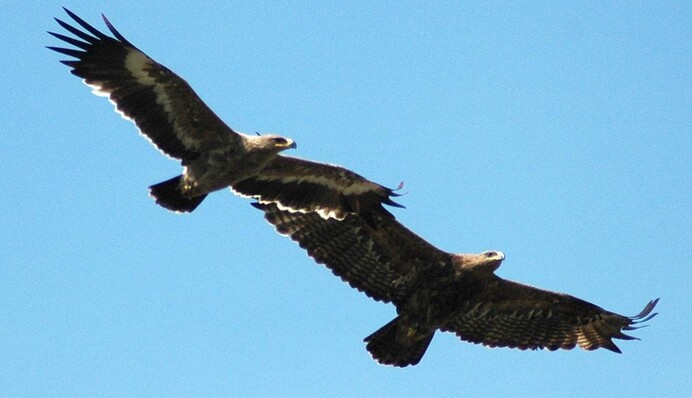 Перелетные орлы из-за войны в Украине изменили свои маршруты
